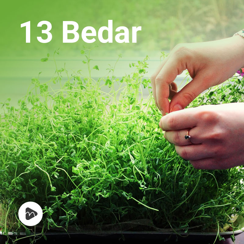 13 Bedar