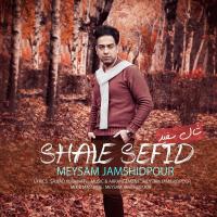 Meysam Jamshidpour Shale Sefid